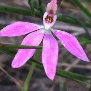 Caladenia carnea at Bungonia, NSW - suppressed