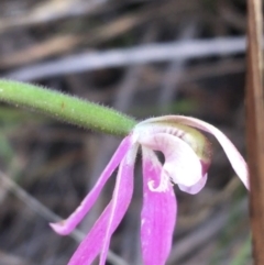 Caladenia carnea at Bungonia, NSW - suppressed