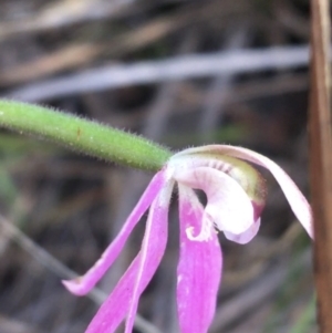 Caladenia carnea at Bungonia, NSW - suppressed