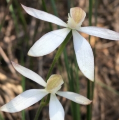 Caladenia moschata (Musky Caps) at Goulburn Mulwaree Council - 31 Oct 2021 by NedJohnston