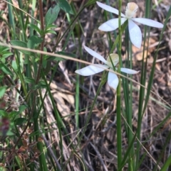 Caladenia moschata at Bungonia, NSW - suppressed