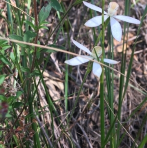 Caladenia moschata at Bungonia, NSW - suppressed