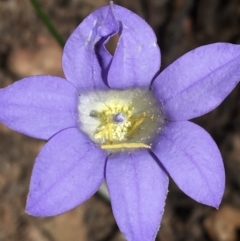 Wahlenbergia stricta subsp. stricta (Tall Bluebell) at Bungonia, NSW - 31 Oct 2021 by NedJohnston