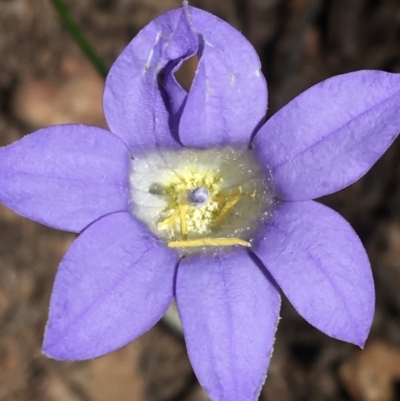 Wahlenbergia stricta subsp. stricta (Tall Bluebell) at Bungonia State Conservation Area - 31 Oct 2021 by Ned_Johnston