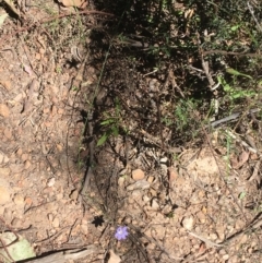 Wahlenbergia stricta subsp. stricta at Bungonia, NSW - 31 Oct 2021