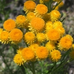 Chrysocephalum semipapposum (Clustered Everlasting) at Bungonia State Conservation Area - 31 Oct 2021 by Ned_Johnston