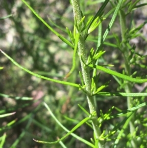 Chrysocephalum semipapposum at Bungonia, NSW - 31 Oct 2021