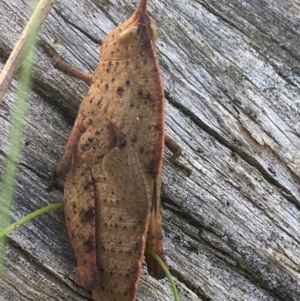 Goniaea australasiae at Bungonia, NSW - 31 Oct 2021