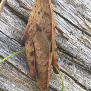 Goniaea australasiae at Bungonia, NSW - 31 Oct 2021