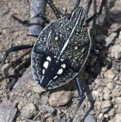 Theseus modestus (Gum tree shield bug) at Bungonia State Conservation Area - 31 Oct 2021 by Ned_Johnston