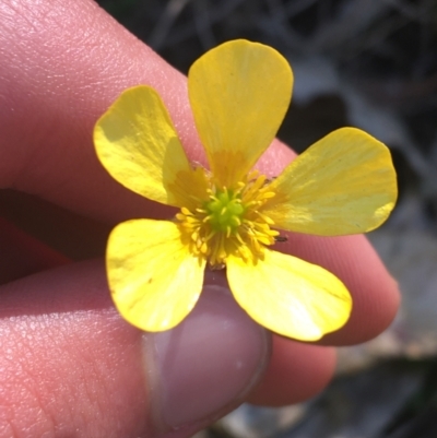 Ranunculus lappaceus (Australian Buttercup) at Bungonia, NSW - 31 Oct 2021 by Ned_Johnston