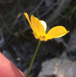 Ranunculus lappaceus at Bungonia, NSW - 31 Oct 2021