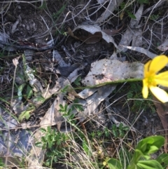 Ranunculus lappaceus at Bungonia, NSW - 31 Oct 2021