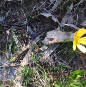 Ranunculus lappaceus at Bungonia, NSW - 31 Oct 2021