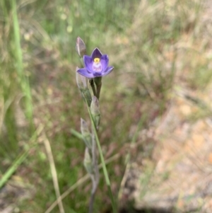 Thelymitra sp. at Acton, ACT - suppressed