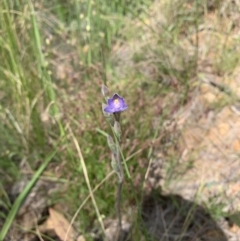 Thelymitra sp. at Acton, ACT - suppressed