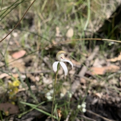 Caladenia moschata (Musky Caps) at Acton, ACT - 3 Nov 2021 by DGilbert