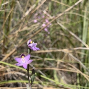 Thelymitra sp. at Acton, ACT - suppressed