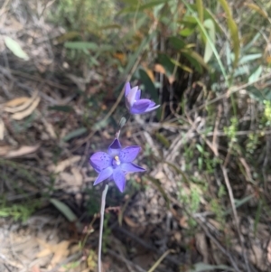 Thelymitra simulata at O'Connor, ACT - suppressed