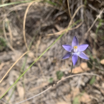 Thelymitra (Genus) (Sun Orchid) at Point 5831 - 3 Nov 2021 by DGilbert