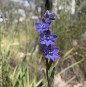 Thelymitra juncifolia at Acton, ACT - suppressed