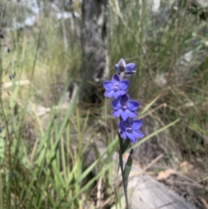 Thelymitra juncifolia at Acton, ACT - suppressed