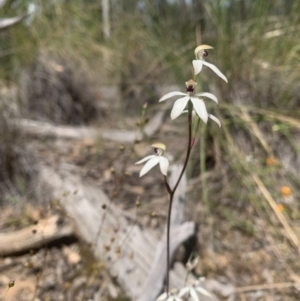 Caladenia cucullata at Acton, ACT - suppressed