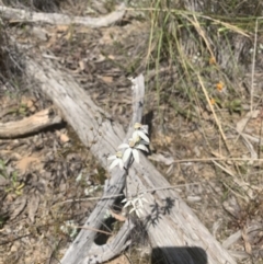 Caladenia cucullata at Acton, ACT - suppressed