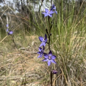 Thelymitra simulata at Acton, ACT - suppressed