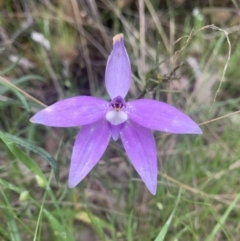 Glossodia major (Wax Lip Orchid) at Acton, ACT - 3 Nov 2021 by DGilbert