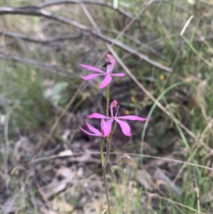 Caladenia congesta at Acton, ACT - suppressed