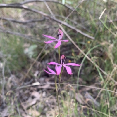 Caladenia congesta (Pink Caps) at Acton, ACT - 3 Nov 2021 by DGilbert