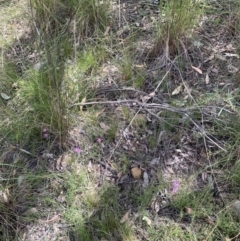 Caladenia congesta at Acton, ACT - suppressed