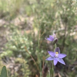 Thelymitra peniculata at Acton, ACT - suppressed