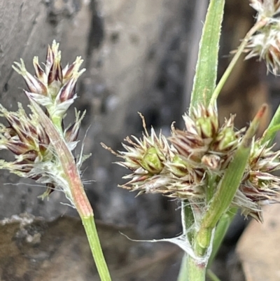 Luzula flaccida (Pale Woodrush) at Paddys River, ACT - 1 Nov 2021 by JaneR