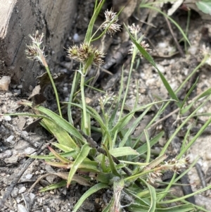 Luzula flaccida at Paddys River, ACT - 1 Nov 2021