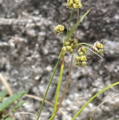 Luzula flaccida at Paddys River, ACT - 1 Nov 2021 12:48 PM