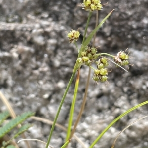 Luzula flaccida at Paddys River, ACT - 1 Nov 2021 12:48 PM