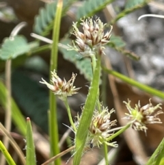 Luzula flaccida at Paddys River, ACT - 1 Nov 2021