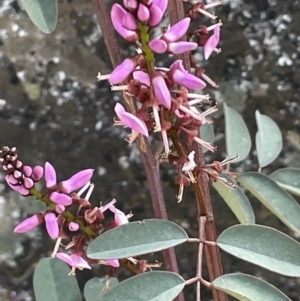 Indigofera australis subsp. australis at Tennent, ACT - 1 Nov 2021