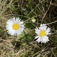 Brachyscome decipiens (Field Daisy) at Tennent, ACT - 1 Nov 2021 by JaneR