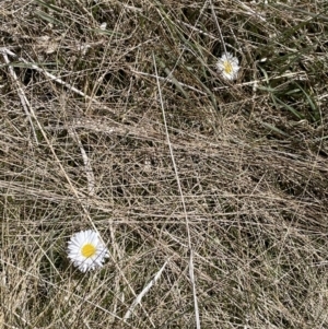 Brachyscome decipiens at Tennent, ACT - 1 Nov 2021