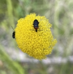 Craspedia sp. (Billy Buttons) at Cotter River, ACT - 1 Nov 2021 by JaneR