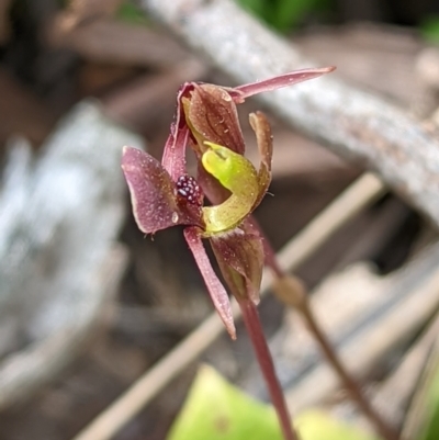 Chiloglottis trapeziformis (Diamond Ant Orchid) at Jerrabomberra, NSW - 3 Nov 2021 by Rebeccajgee