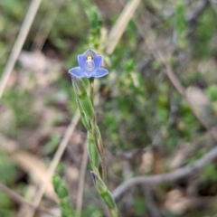 Thelymitra brevifolia at Jerrabomberra, NSW - 3 Nov 2021