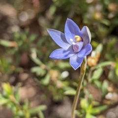 Thelymitra pauciflora (Slender Sun Orchid) at Jerrabomberra, NSW - 3 Nov 2021 by Rebeccajgee