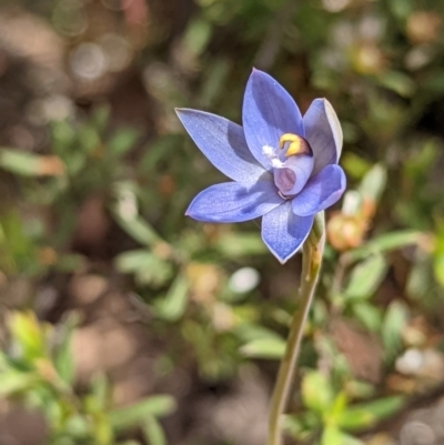 Thelymitra pauciflora (Slender Sun Orchid) at Jerrabomberra, NSW - 3 Nov 2021 by Rebeccajgee