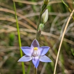 Thelymitra pauciflora at Jerrabomberra, NSW - 3 Nov 2021