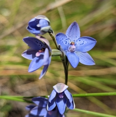 Thelymitra juncifolia (Dotted Sun Orchid) at Jerrabomberra, NSW - 3 Nov 2021 by Rebeccajgee