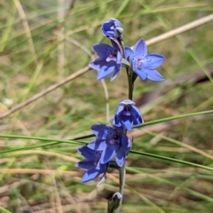 Thelymitra juncifolia at Jerrabomberra, NSW - 3 Nov 2021